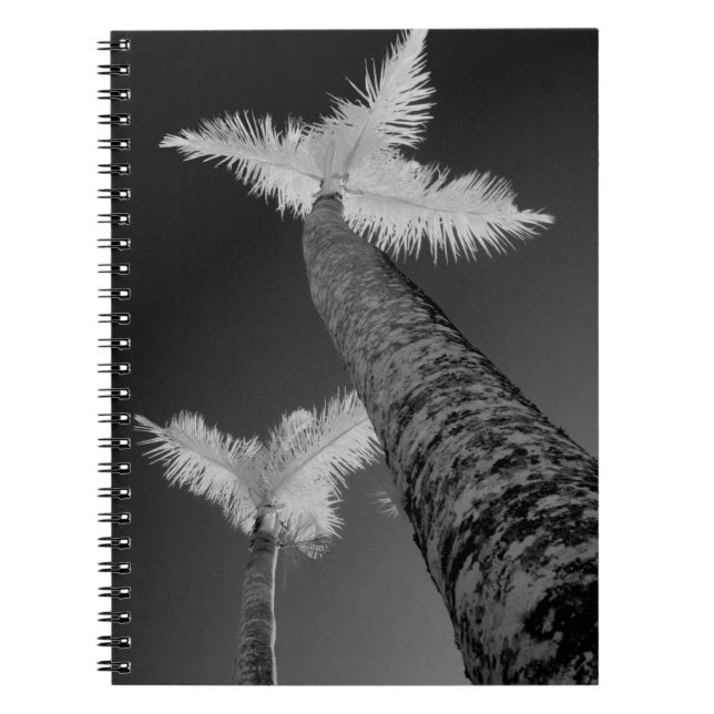 Carnet Deux palmiers infrarouges. (Devant)