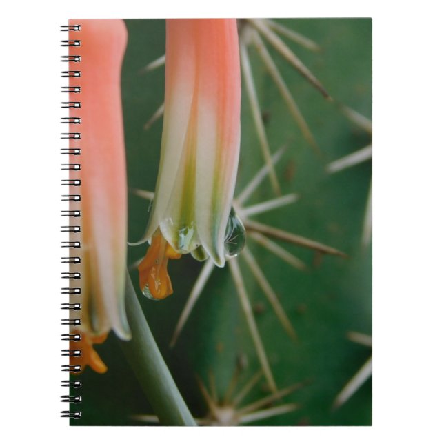 Carnet Dew sur Aloe Bloom (Devant)