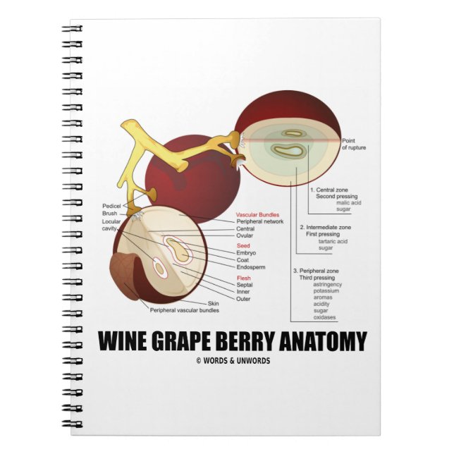 Carnet Diagramme scientifique de l'anatomie du raisin de  (Devant)