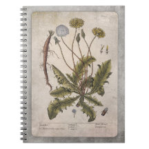 Carnet d'illustrations botaniques - Dandelion
