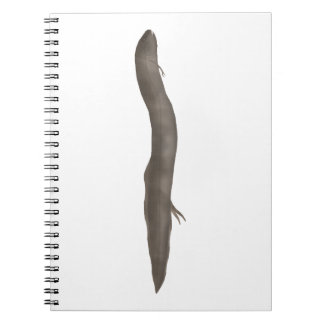 Carnet Dipneuste sud-américain