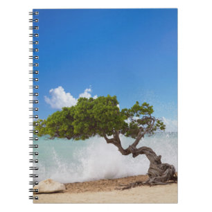 Carnet Divi Divi Divi Tree, Eagle Beach, Aruba, Caraïbes