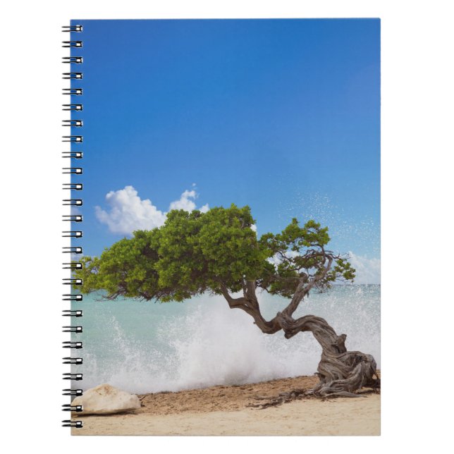 Carnet Divi Divi Divi Tree, Eagle Beach, Aruba, Caraïbes (Devant)