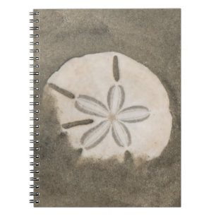 Carnet Dollar de sable (Echinarachnius parma)