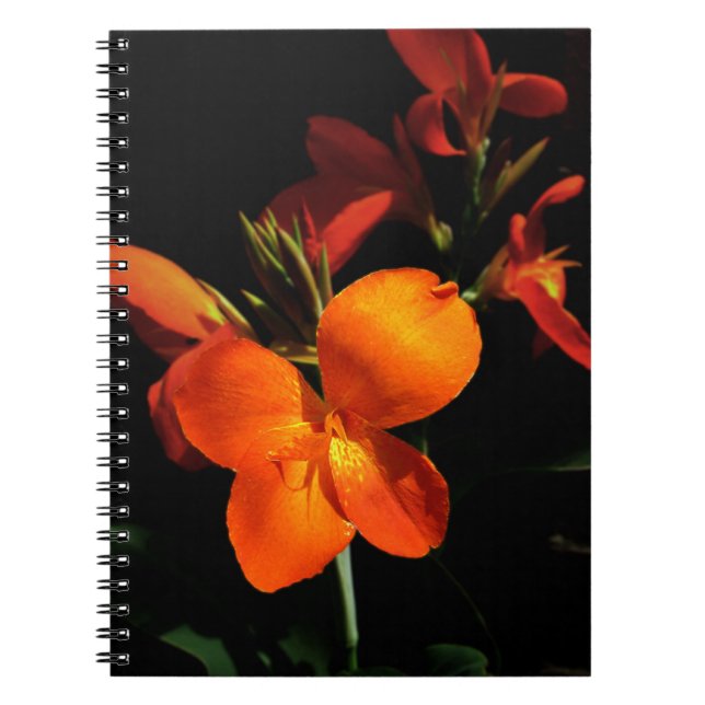 Carnet d'orchidées éblouissant (Devant)