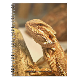 Carnet Dragon barbu