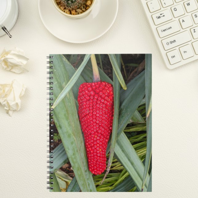 Carnet Dragon Lily Red Seed Head (In Situ)
