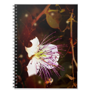 Carnet Dreamy Vintage Palestine Caper Blossom Notebook
