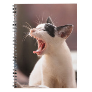 Carnet Drôle Jeu de chat