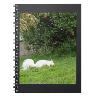 Carnet Écureuil Albino
