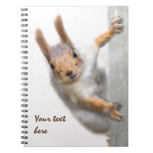 Carnet Écureuil curieux