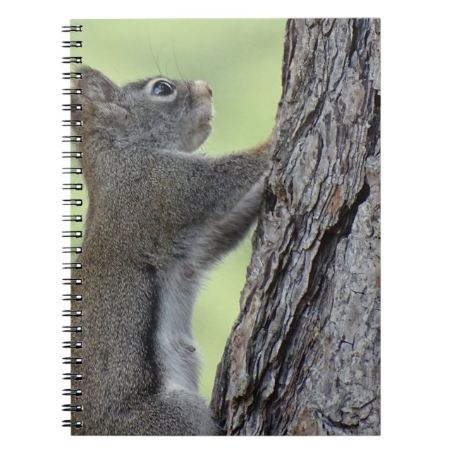 Carnet Écureuil dans l'arbre (Devant)