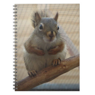 Carnet Écureuil mûr à la branche