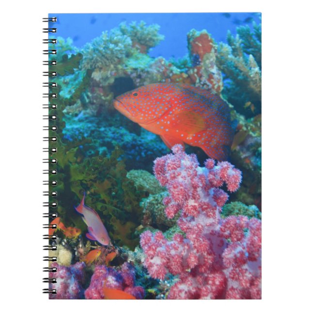 Carnet éducation Pseudanthias (Pseudanthias (Devant)