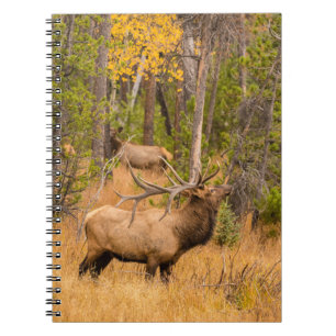 Carnet Élan mâle Parc national de Rocky Mountain, Color
