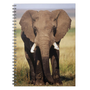 Carnet Eléphant de Bush en Afrique