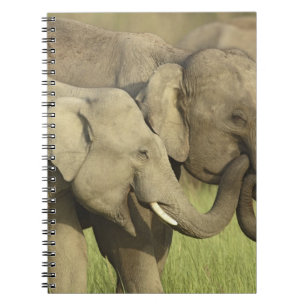Carnet Éléphants d'Asie indiens