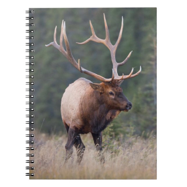 Carnet Elk de montagne Rocky (Devant)