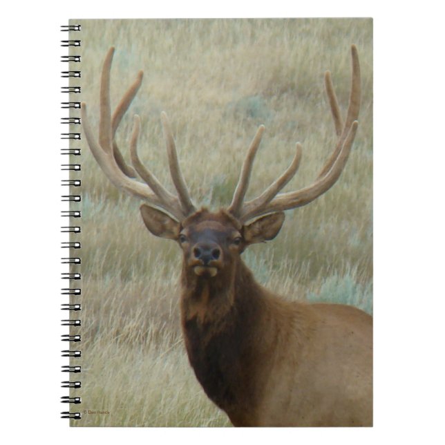 Carnet Elk de taureau E10 en Tête de velours (Devant)