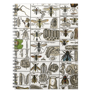 Carnet Entomologie vintage