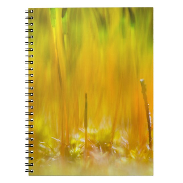 Carnet Épouses colorées (Devant)
