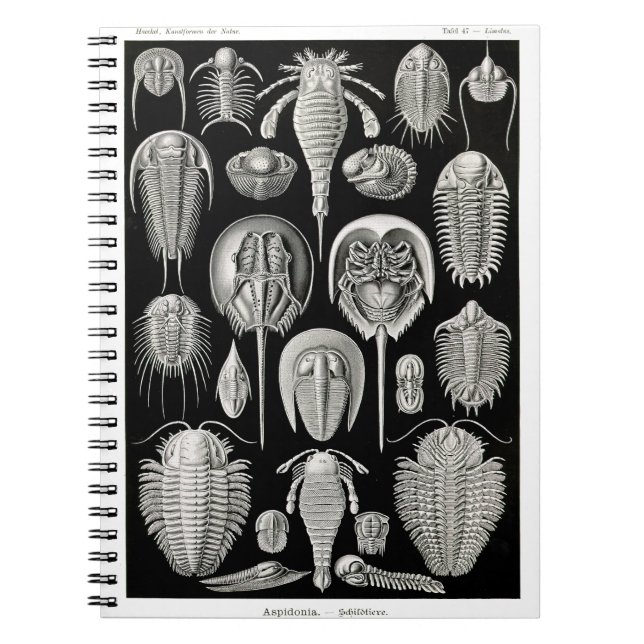 Carnet Ernst Haeckel Aspidonia (Devant)