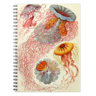 Carnet Ernst Haeckel "Discomedusae - Desmonema"