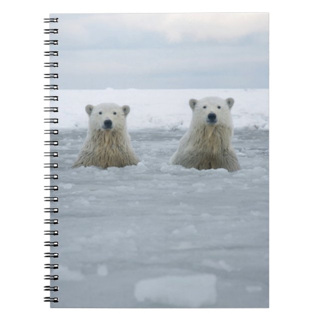 Carnet États-Unis, Alaska, North Slope, Ours polaires (Devant)