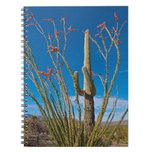Carnet États-Unis, Arizona. Cactus dans le parc national 