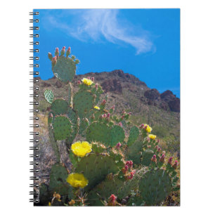 Carnet États-Unis, Arizona. Cactus dans les collines