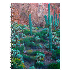 Carnet États-Unis, Arizona. Flore du désert
