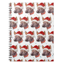 Étoiles de Noël de la race de chien sans poil mexi