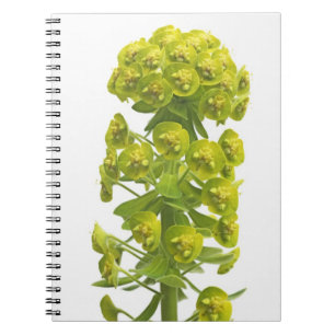 Carnet Euphorbe