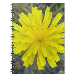 Carnet F16 Jaune Roi diable Fleur sauvage