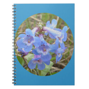 Carnet F28 Fleurs sauvages bleues Penstemon grêle