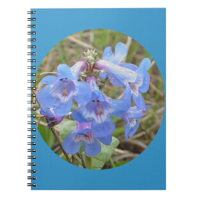 Carnet F28 Fleurs sauvages bleues Penstemon grêle (Devant)