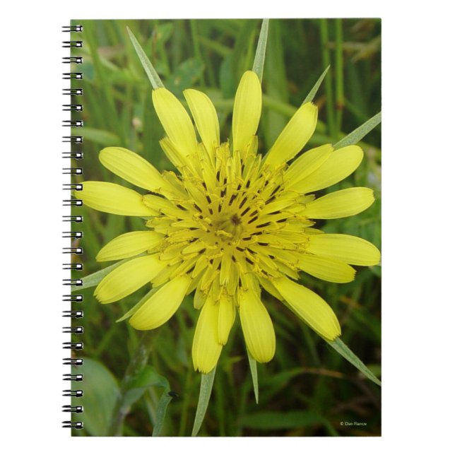 Carnet F9 Jaune Fleur sauvage Barbe de chèvre Tragopogon  (Devant)