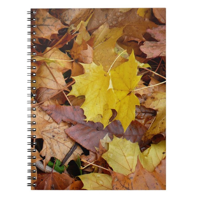 Carnet Fallen Maple Feuille Jaune Automne Nature (Devant)