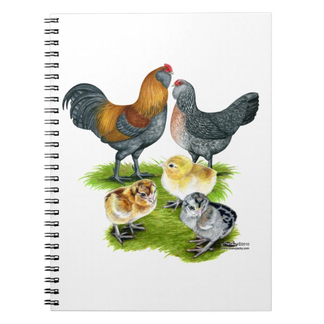 Carnet Famille Ameraucana de poulet (Devant)