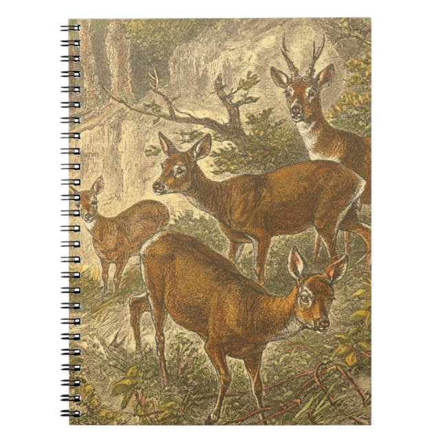 Carnet Famille de Roe - Cerfs dans une forêt (Devant)