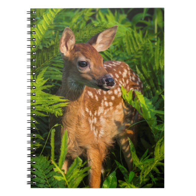 Carnet Faon de cerf à queue blanche | Minnesota (Devant)