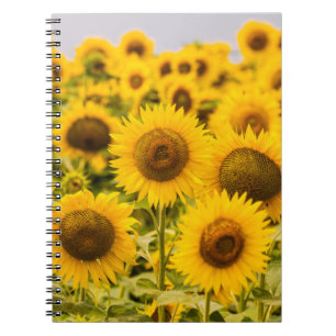 Carnet Farms   A Sunflower