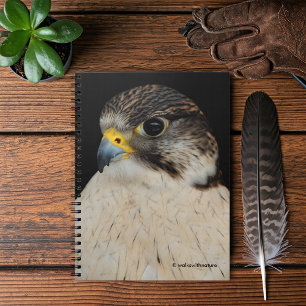 Carnet Faucon hybride Gyrfalcon Saker