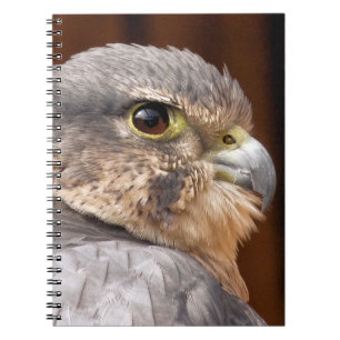 CARNET FAUCON MERLIN OISEAU DE PROIE