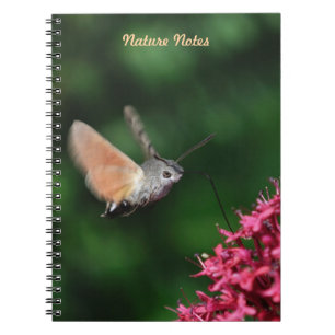 Carnet Faucon-mite de colibri planant