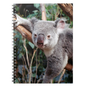 Carnet Featherdale Wildlife Park, Koala Bears