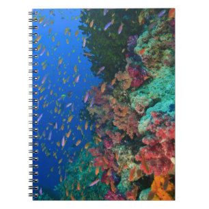 Carnet Fées basslets banc (Pseudanthias