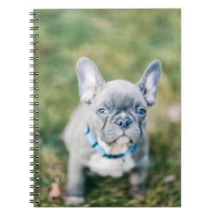 Carnet Fermeture d'un chien de taureau français
