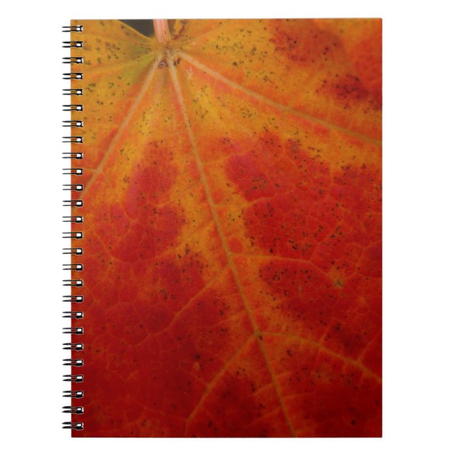 Carnet Feuille d'érable rouge Abstraite Automne Photograp (Devant)