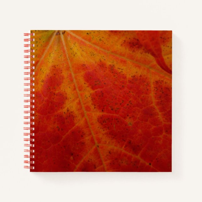 Carnet Feuille d'érable rouge Abstraite Automne Photograp (Devant)